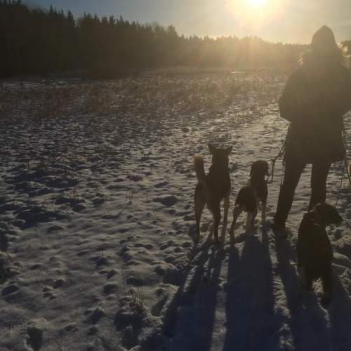 Hund på Hundhus1 dagis 1