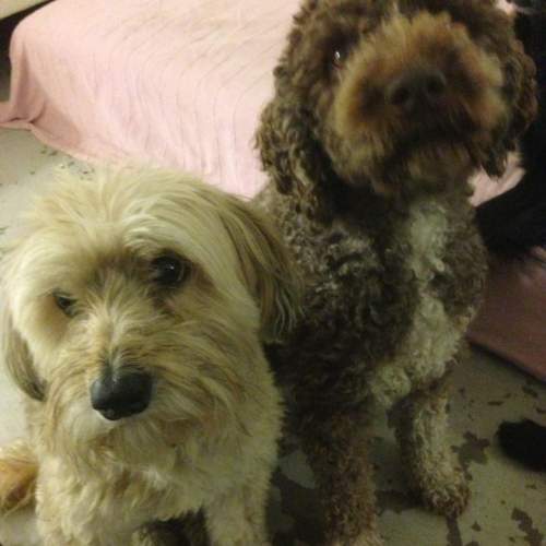 Hund på Hundhus1 dagis bild 10