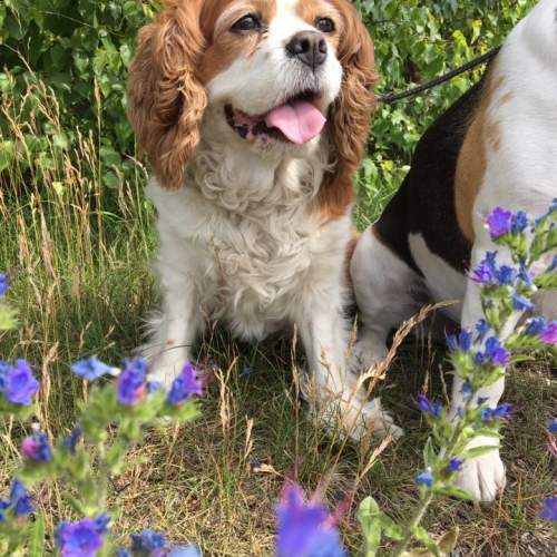 Hund på Hundhus1 dagis 11