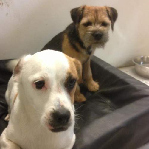 Hund på Hundhus1 dagis bild 12