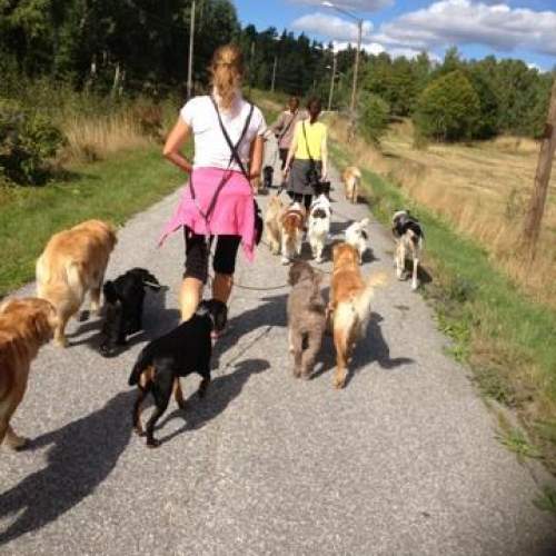 Hund på Hundhus1 dagis 13