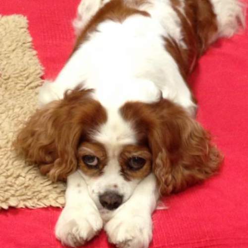 Hund på Hundhus1 dagis bild 14