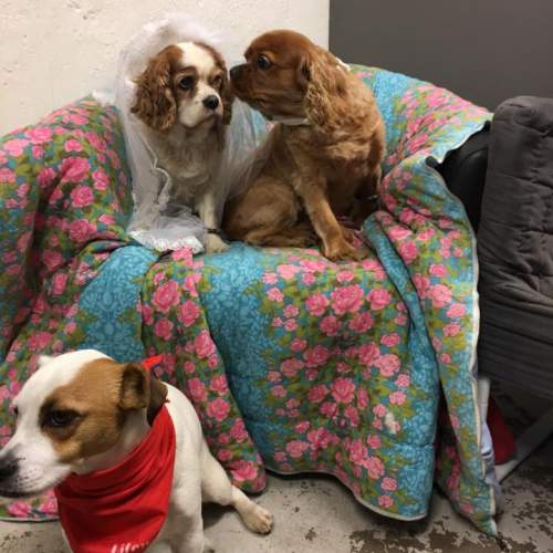 Hund på Hundhus1 dagis 15