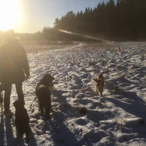 Hund på Hundhus1 dagis bild 16