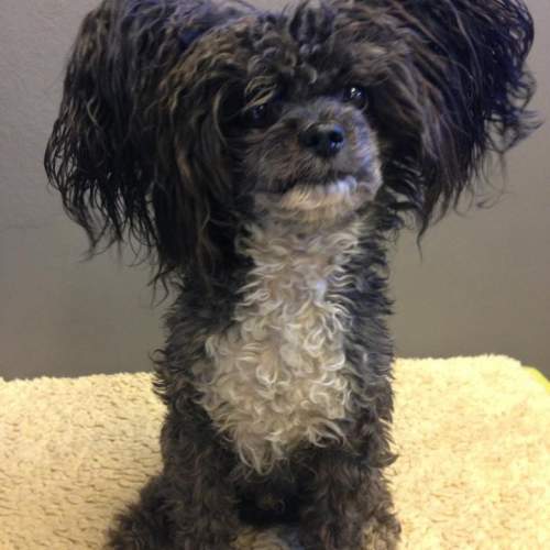 Hund på Hundhus1 dagis bild 17