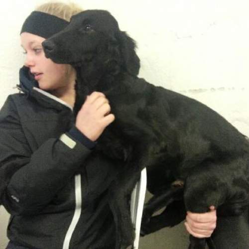 Hund på Hundhus1 dagis bild 18