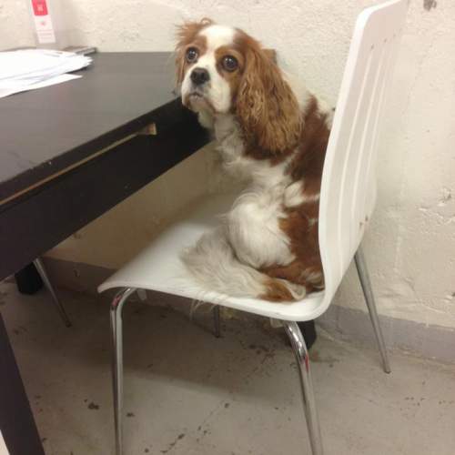 Hund på Hundhus1 dagis bild 19