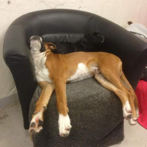 Hund på Hundhus1 dagis bild 2