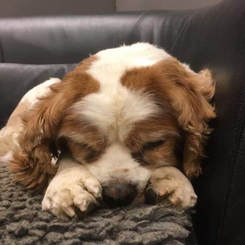 Hund på Hundhus1 dagis 3