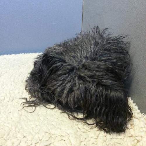 Hund på Hundhus1 dagis bild 4