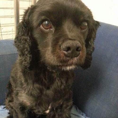 Hund på Hundhus1 dagis 5