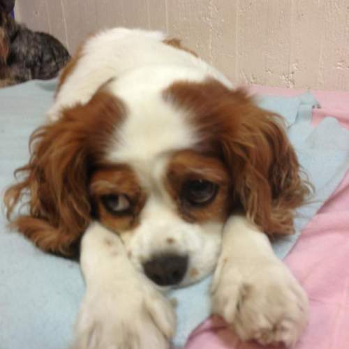 Hund på Hundhus1 dagis bild 6