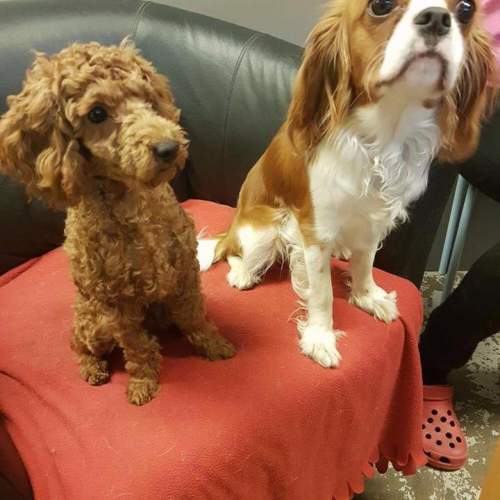 Hund på Hundhus1 dagis bild 8