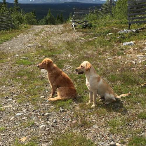 Hund på Hundhus1 dagis 9