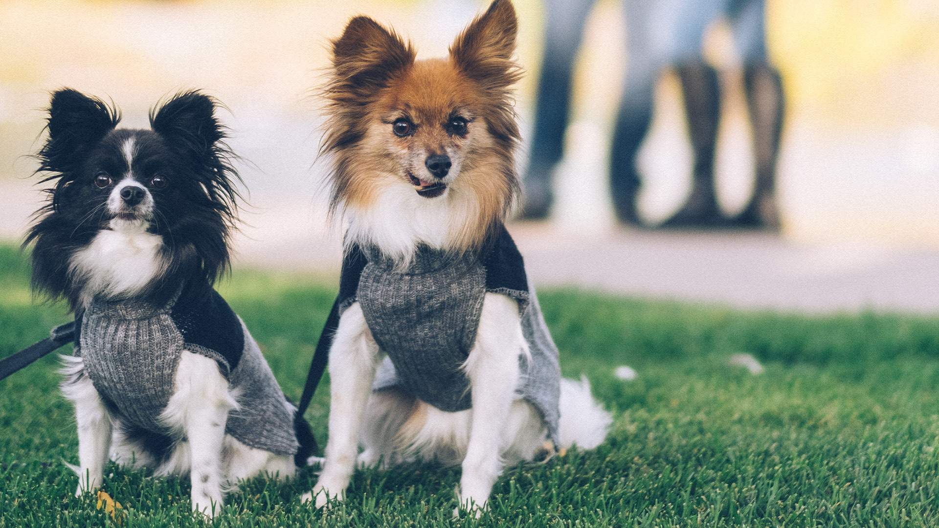 Hundar på Hundhus1 hunddagis i Täby 1