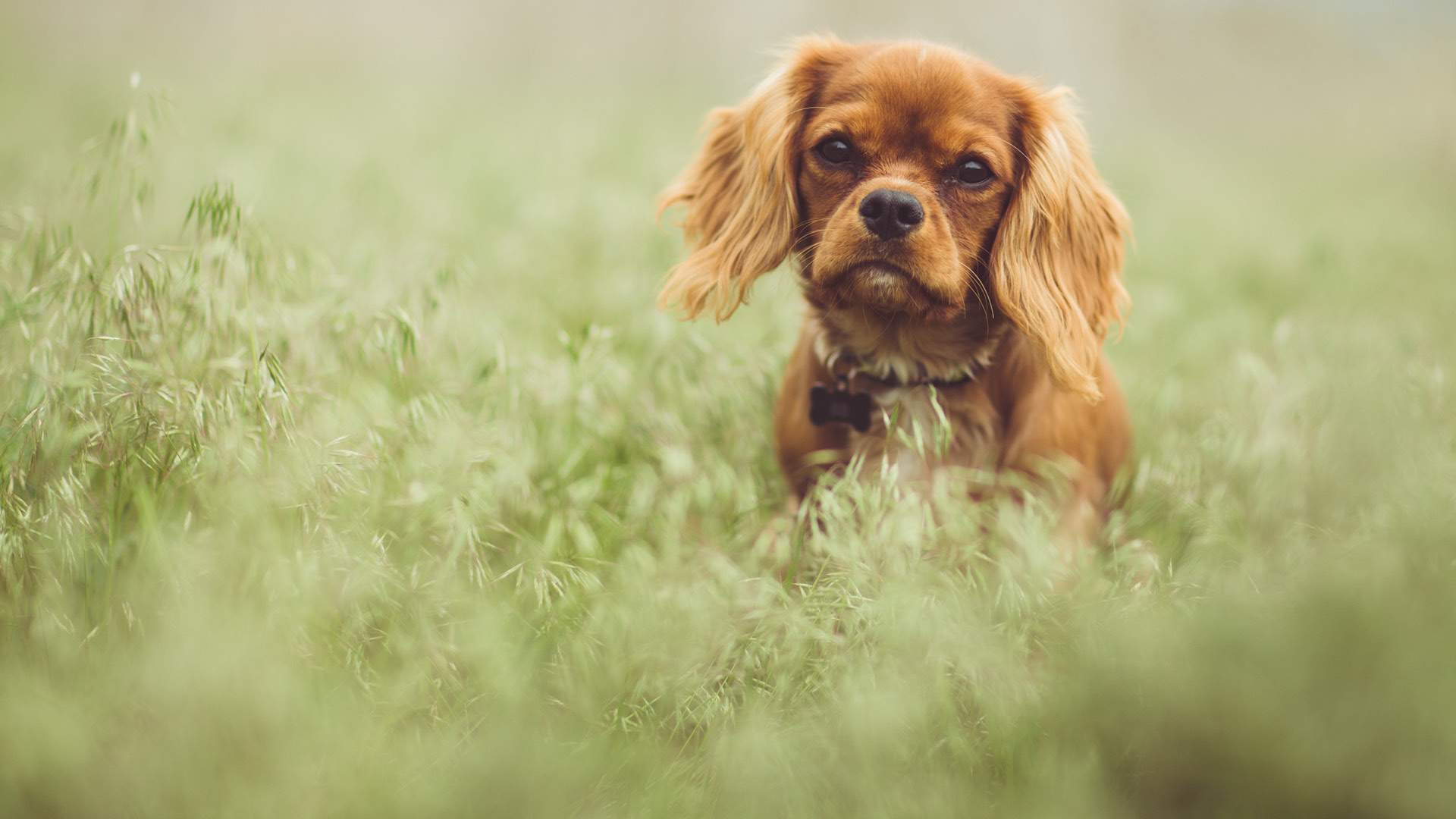 Hundar på Hundhus1 hunddagis i Täby 2