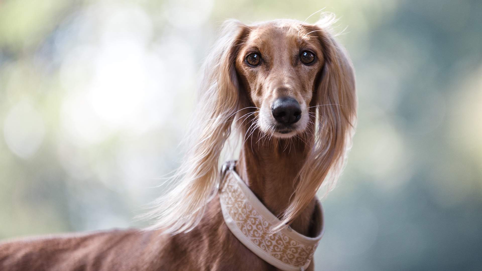 Hundar på Hundhus1 hunddagis i Täby 3