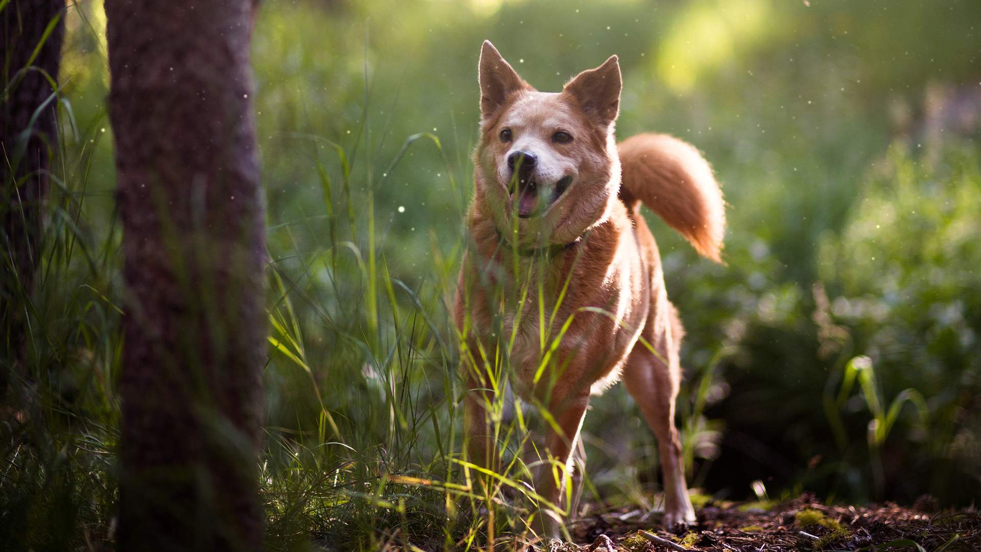 Hundar på Hundhus1 hunddagis i Täby 4