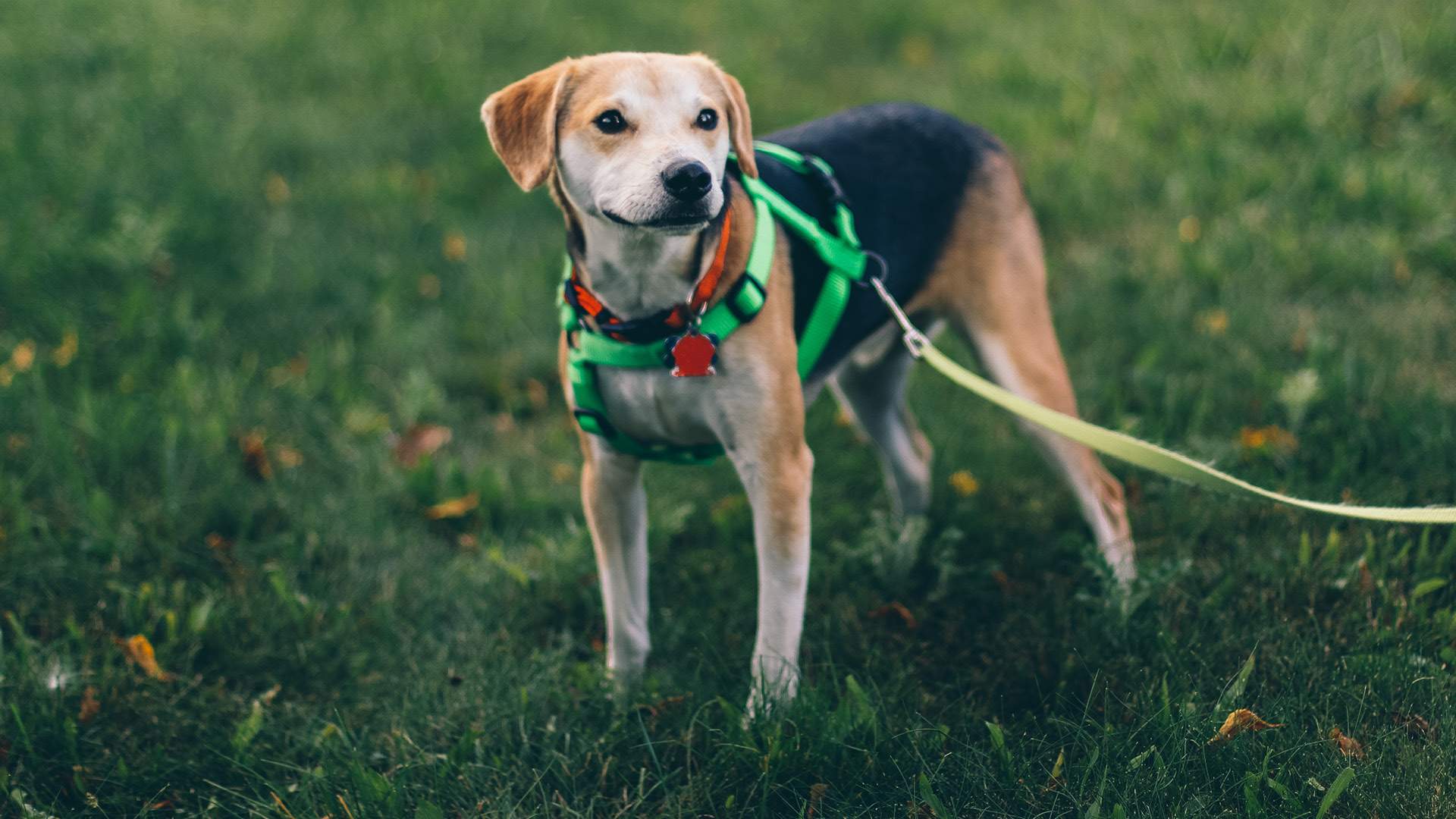 Hundar på Hundhus1 hunddagis i Täby 5