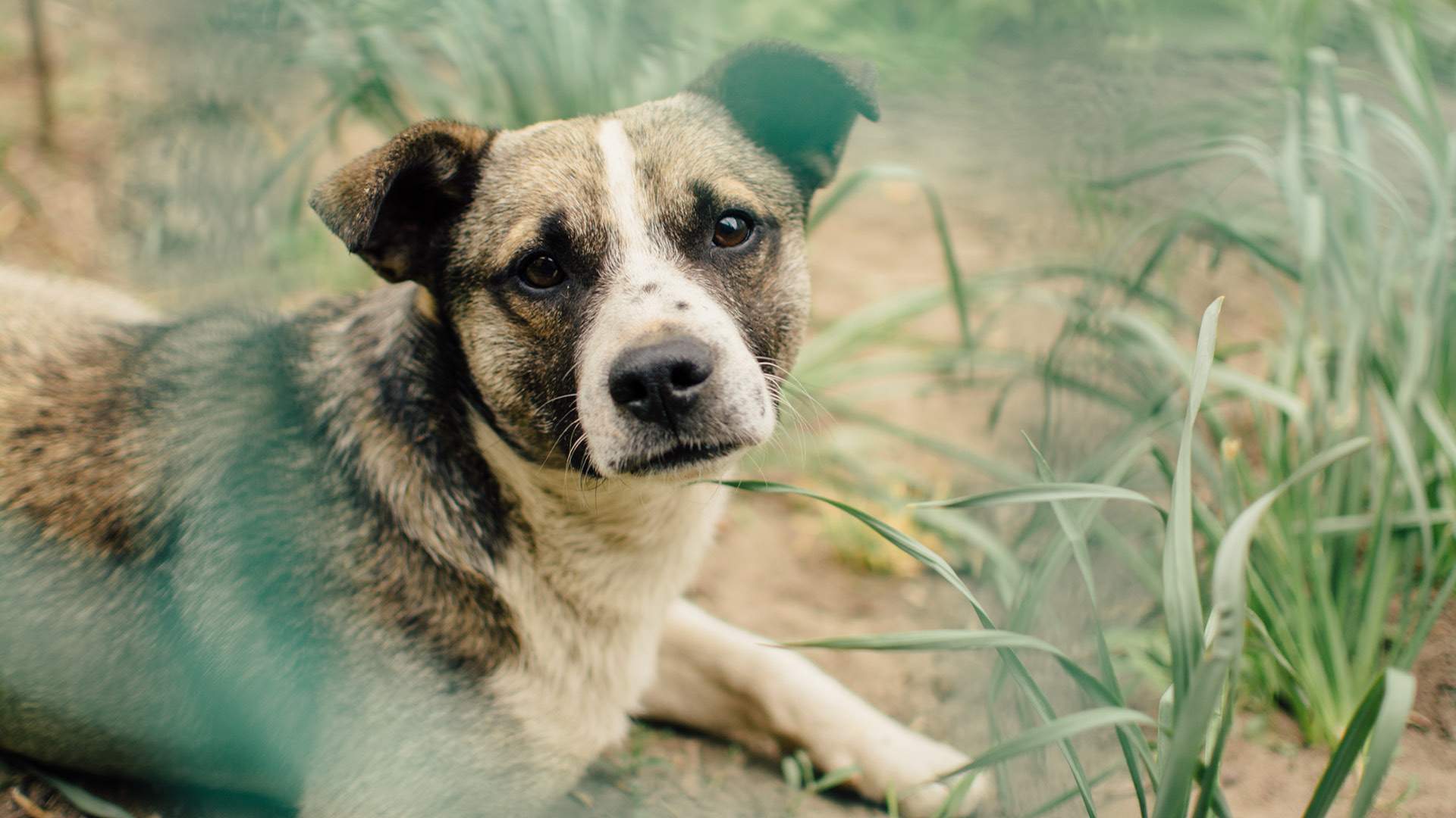 Hundar på Hundhus1 hunddagis i Täby 7